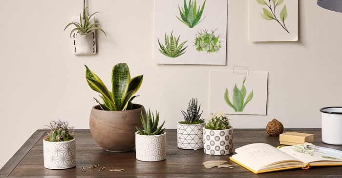 5 მცენარე რომელიც ოფისში უნდა დადგათ